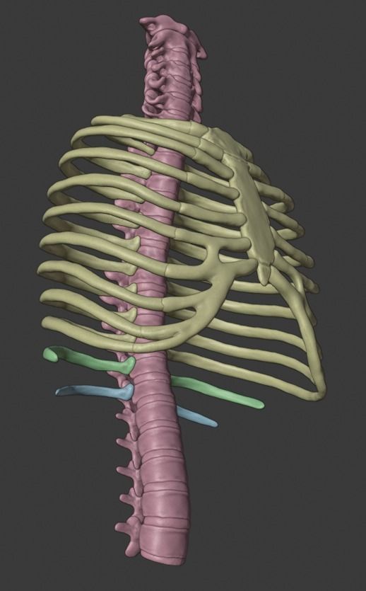 Ribcage ribs and rib cage 3D print model_4