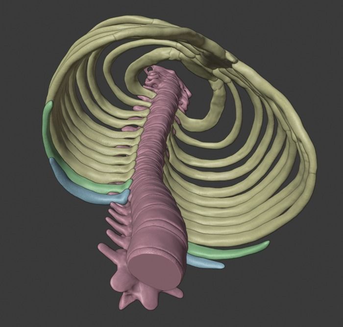 Ribcage ribs and rib cage 3D print model_15