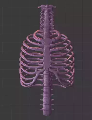 Ribcage ribs and rib cage 3D print model