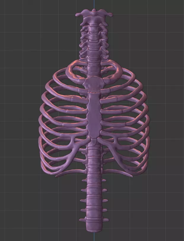 Ribcage ribs and rib cage 3D print model_0