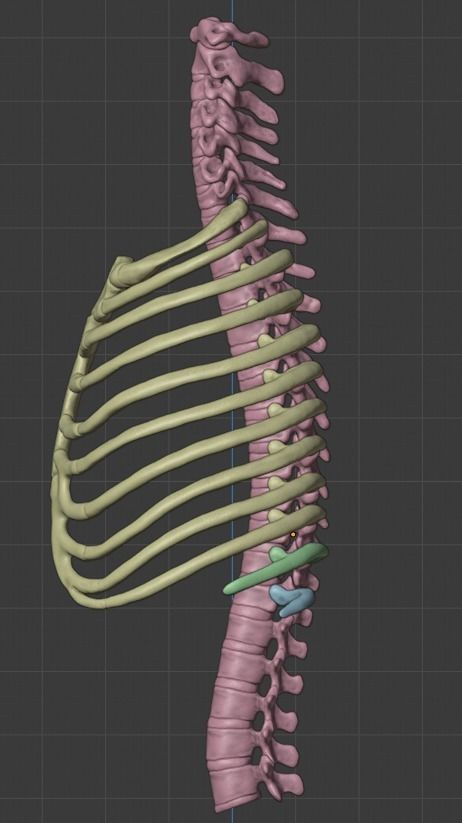 Ribcage ribs and rib cage 3D print model_12