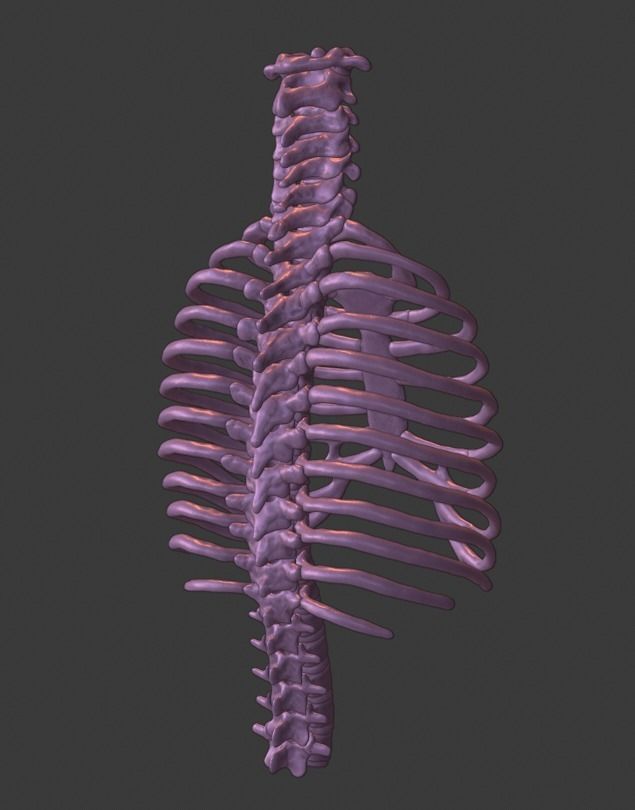 Ribcage ribs and rib cage 3D print model_1