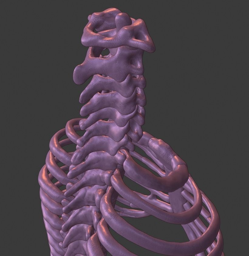Ribcage ribs and rib cage 3D print model_3
