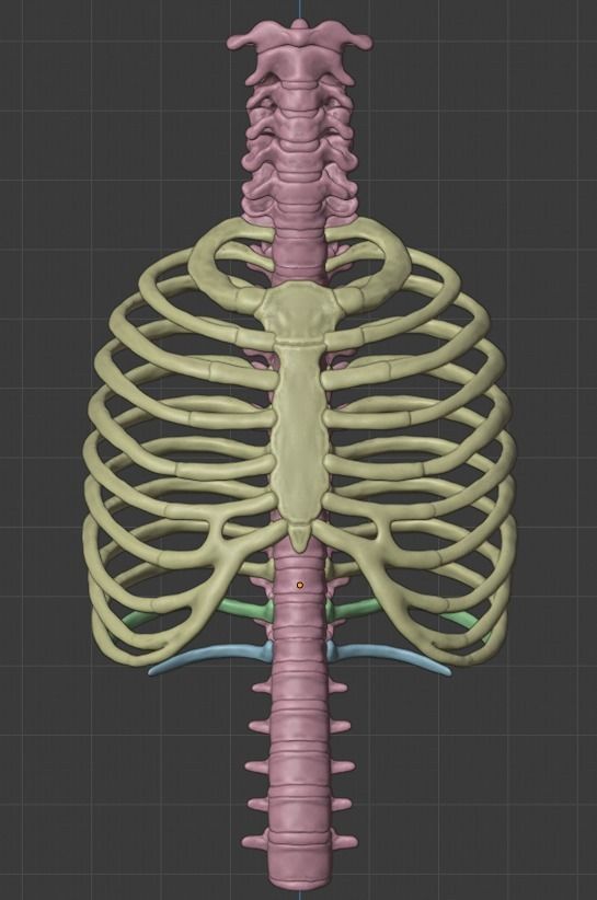 Ribcage ribs and rib cage 3D print model_5