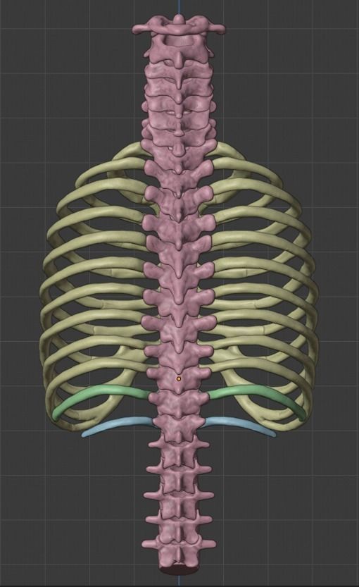 Ribcage ribs and rib cage 3D print model_13