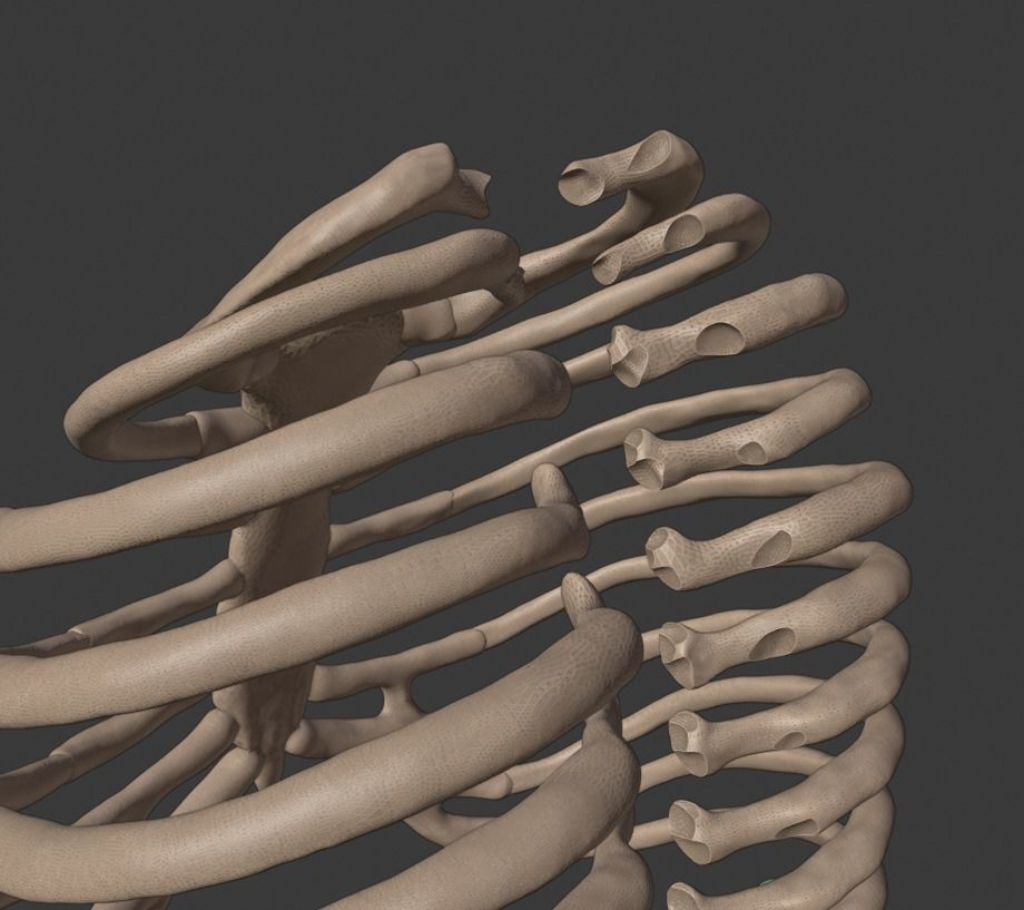 Ribcage ribs and rib cage 3D print model_10