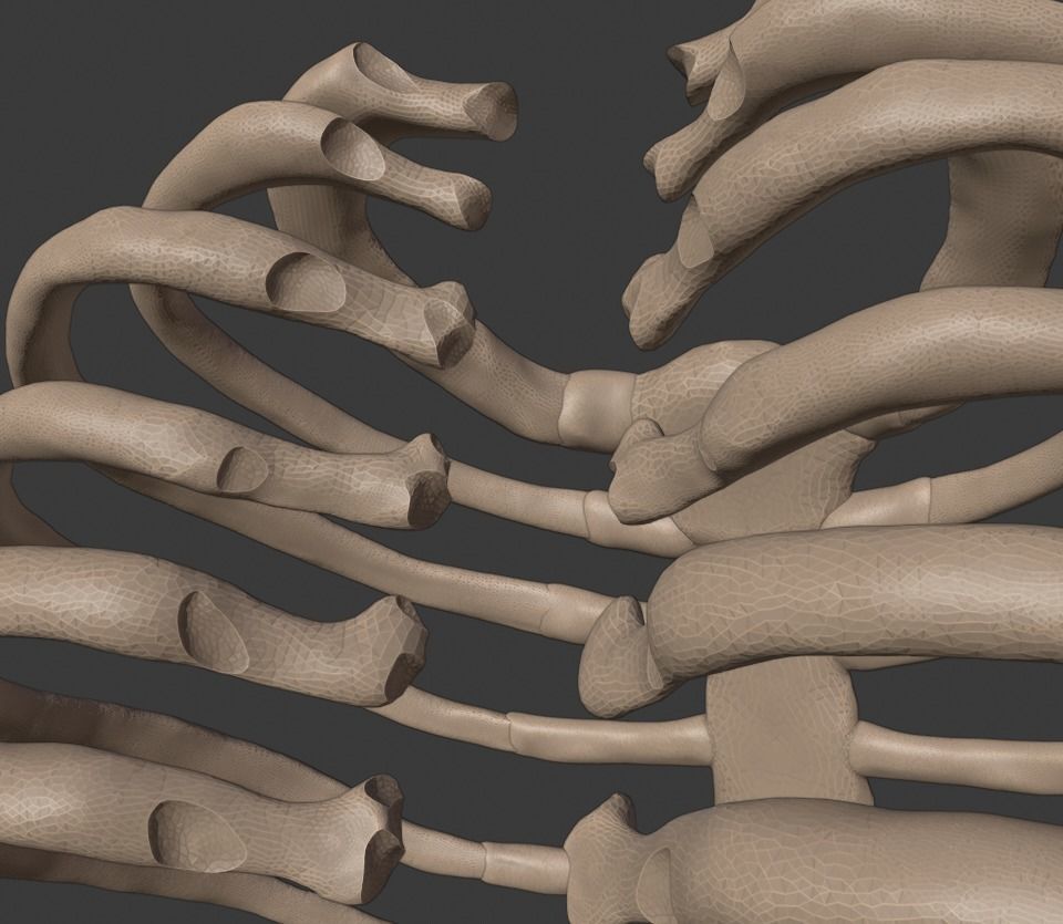 Ribcage ribs and rib cage 3D print model_9