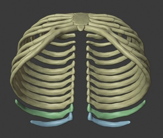 Ribcage ribs and rib cage 3D print model_18