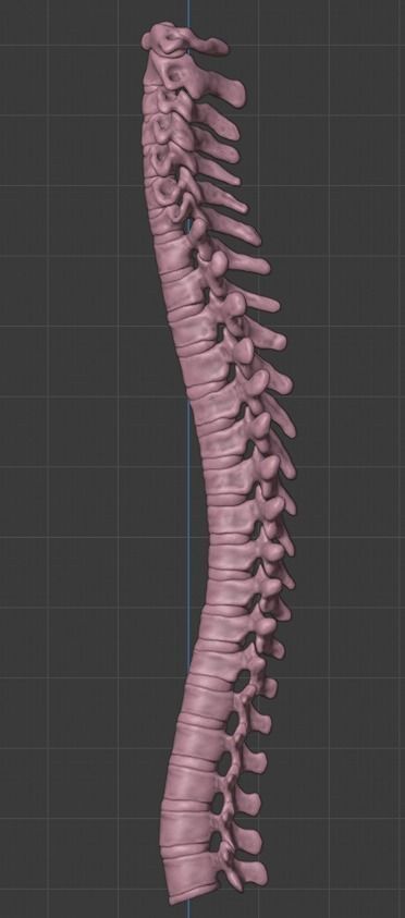 Ribcage ribs and rib cage 3D print model_6