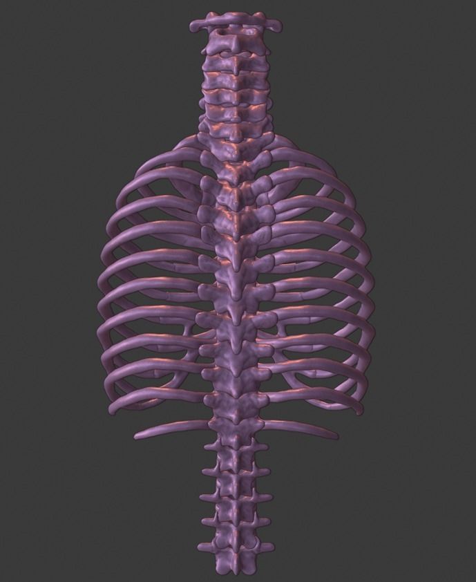 Ribcage ribs and rib cage 3D print model_2