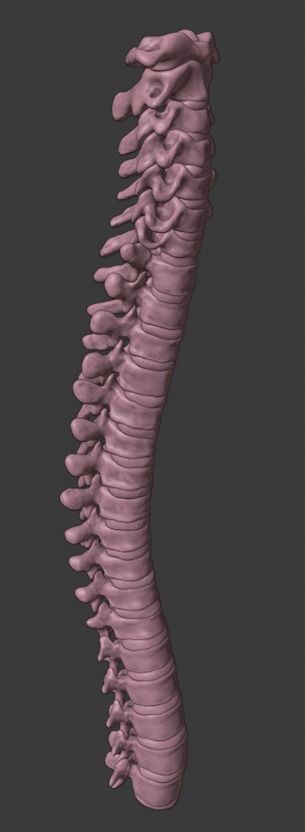 Ribcage ribs and rib cage 3D print model_7