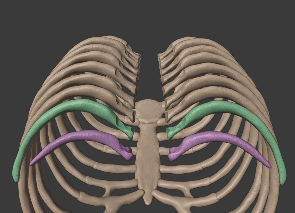 Ribcage ribs and rib cage 3D print model_8