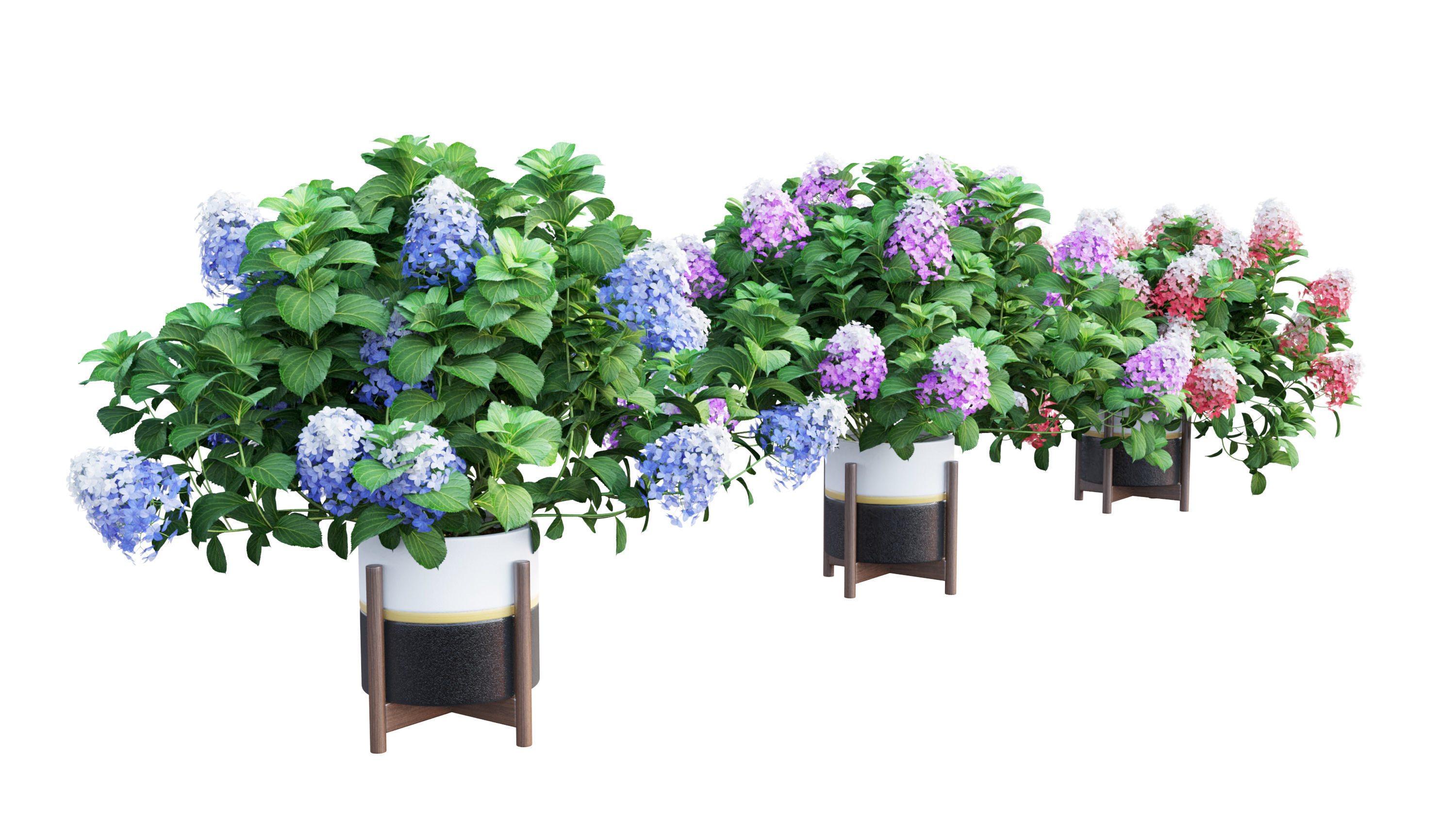 Plants Hydrangea set 10 3D model_2