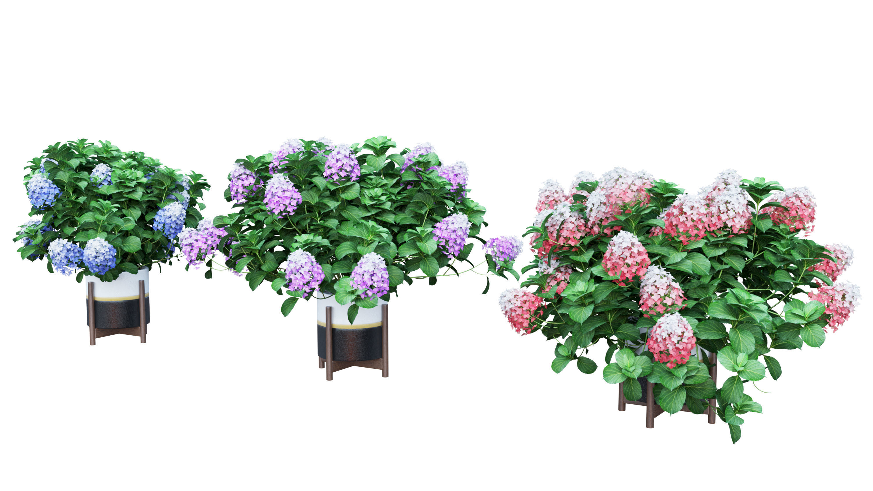 Plants Hydrangea set 10 3D model_3