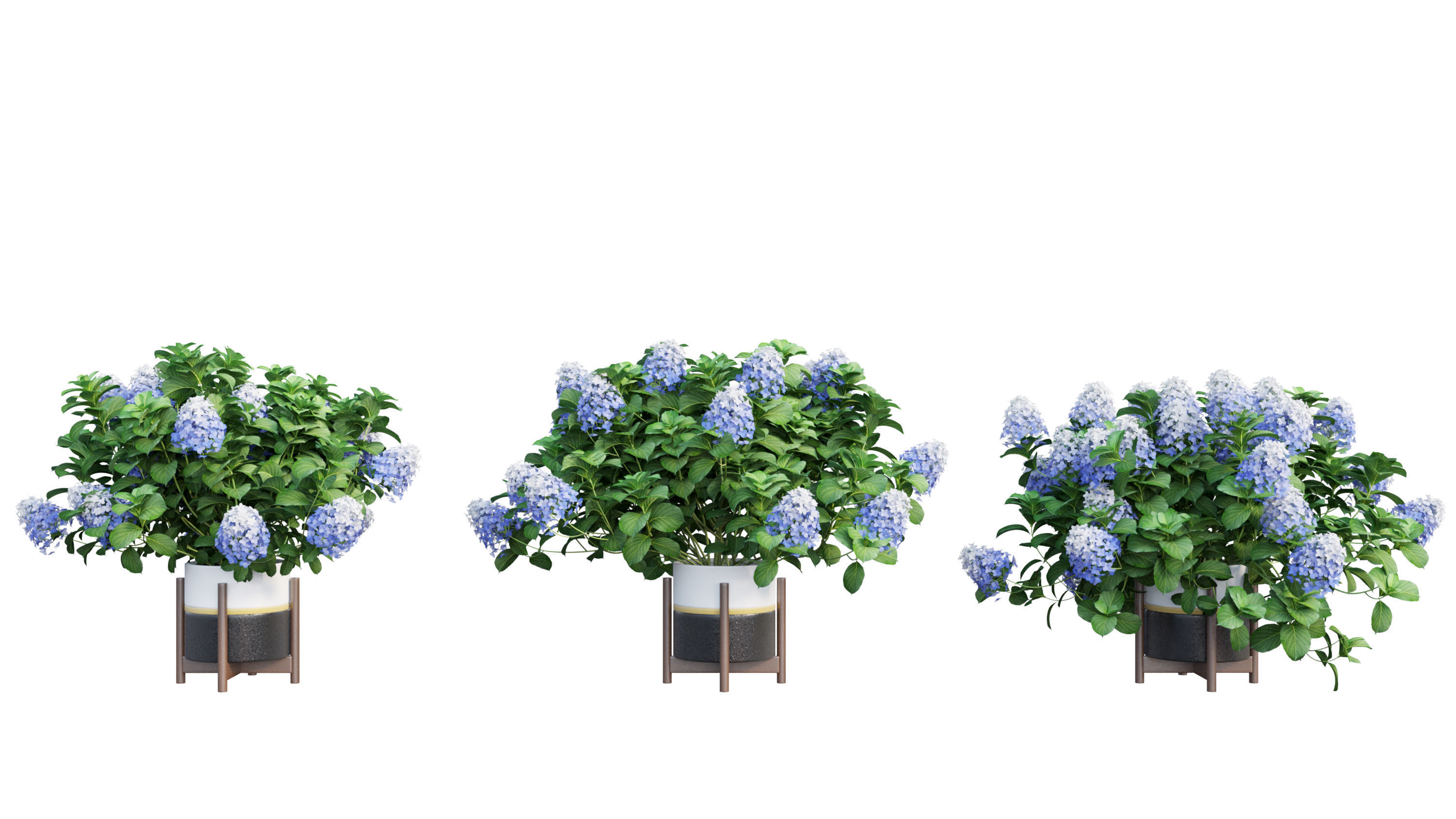 Plants Hydrangea set 10 3D model_18