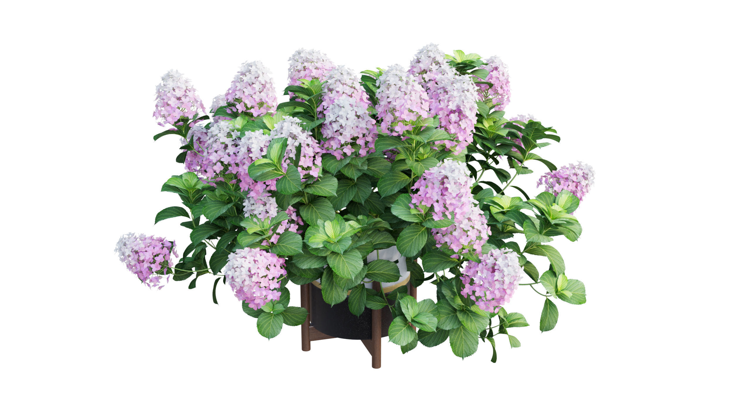 Plants Hydrangea set 10 3D model_6