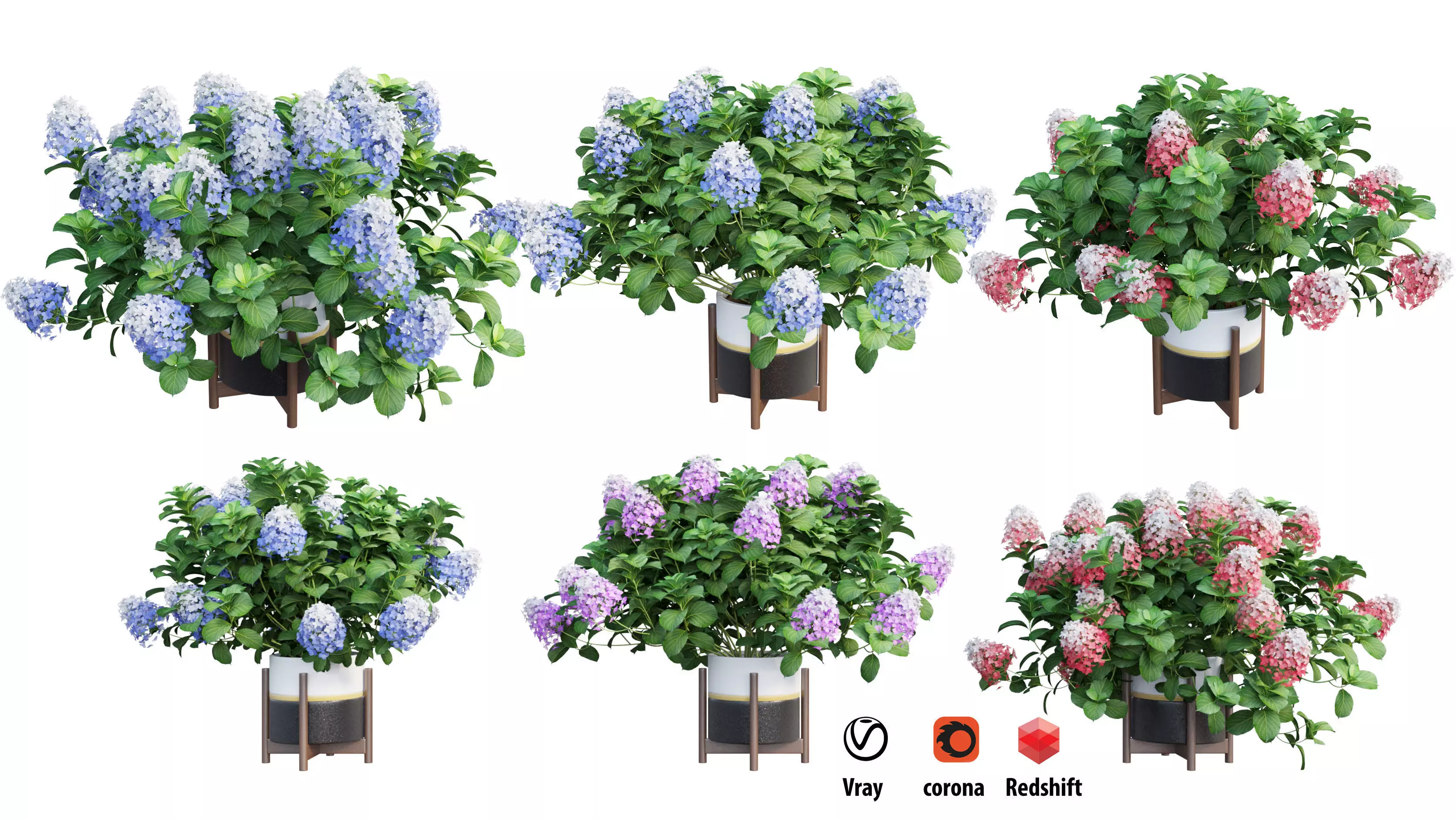 Plants Hydrangea set 10 3D model_0