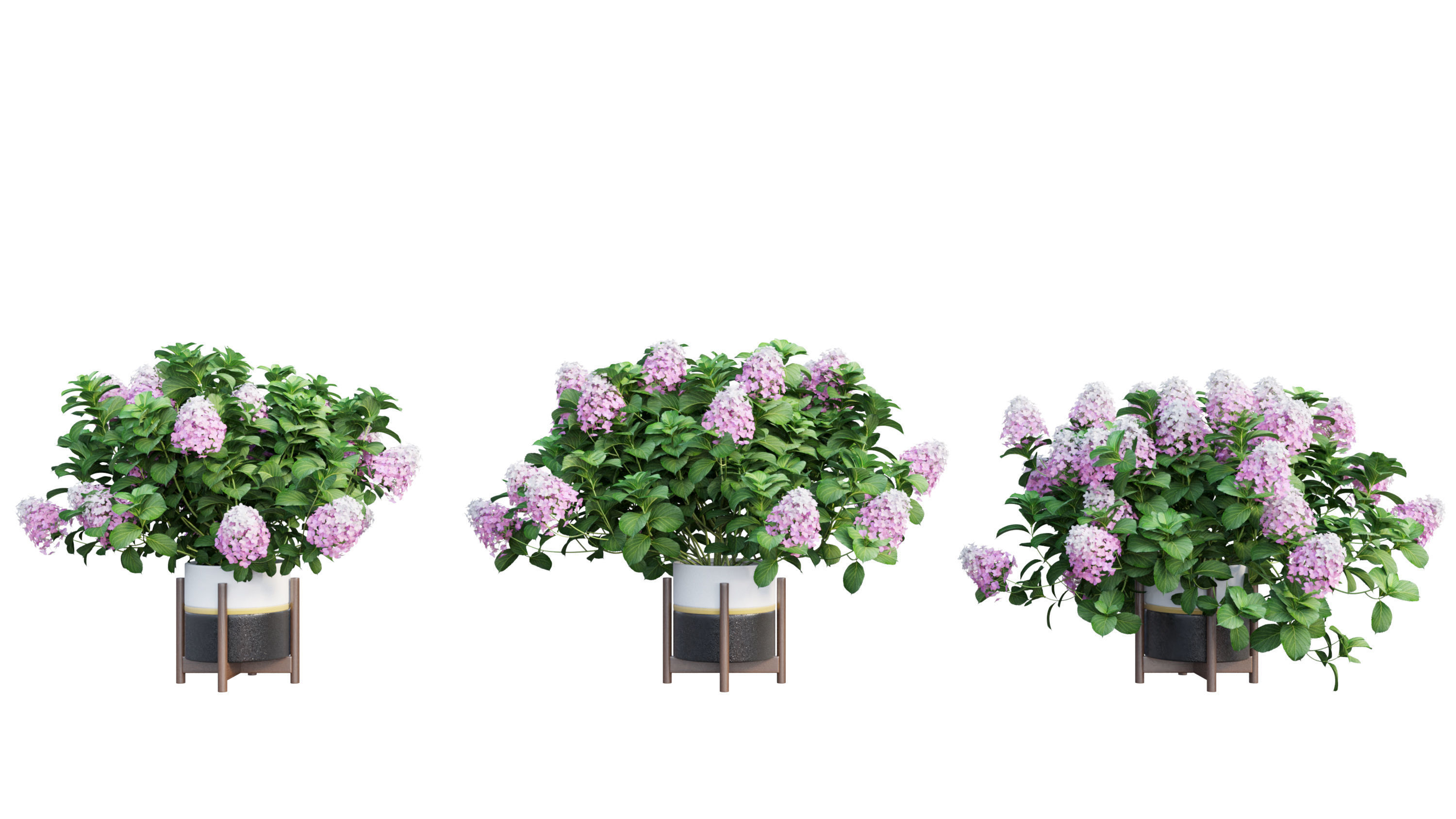 Plants Hydrangea set 10 3D model_16