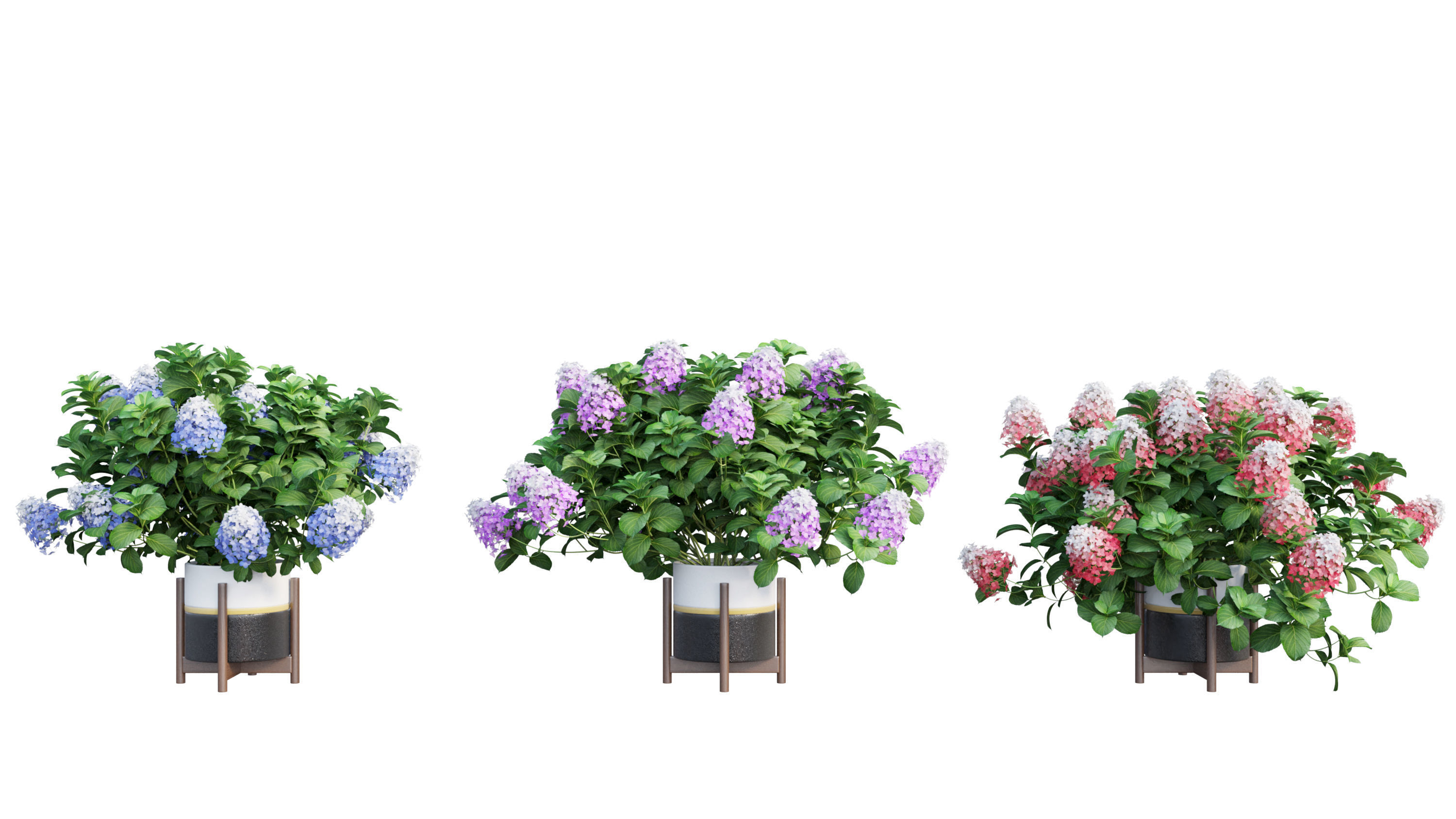 Plants Hydrangea set 10 3D model_19