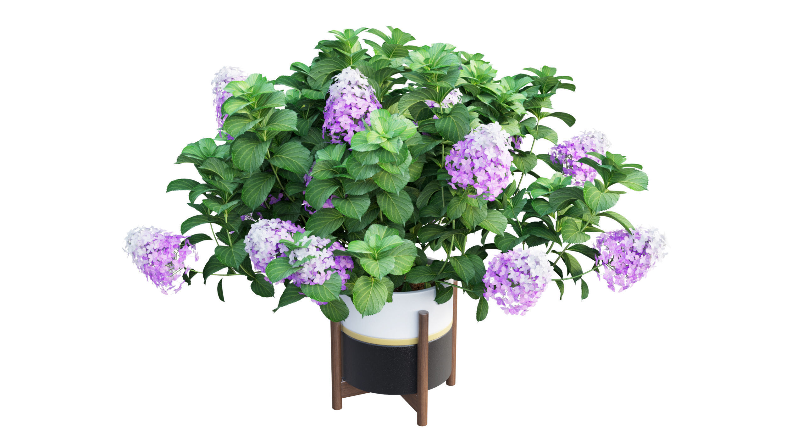 Plants Hydrangea set 10 3D model_9