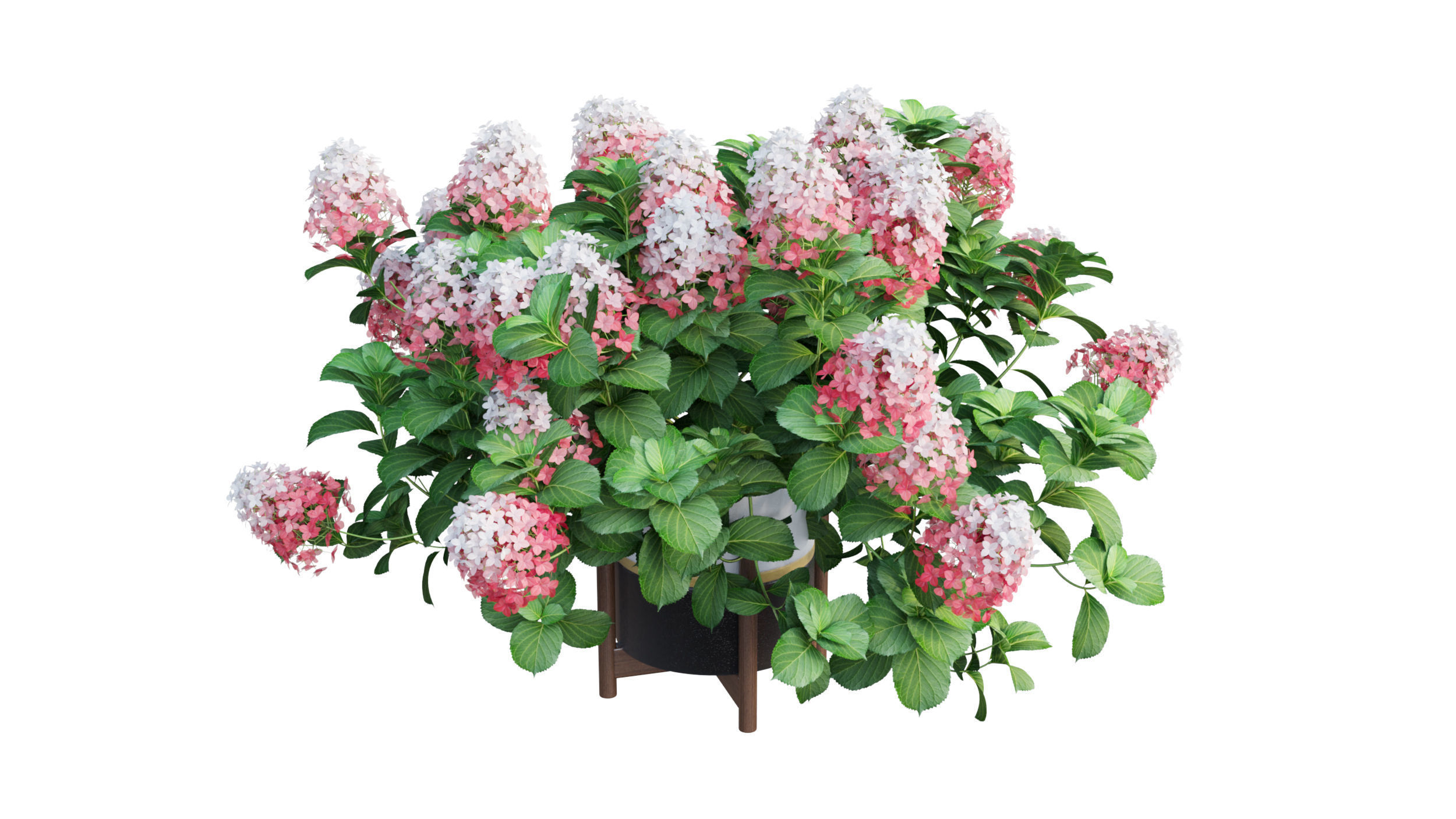 Plants Hydrangea set 10 3D model_8