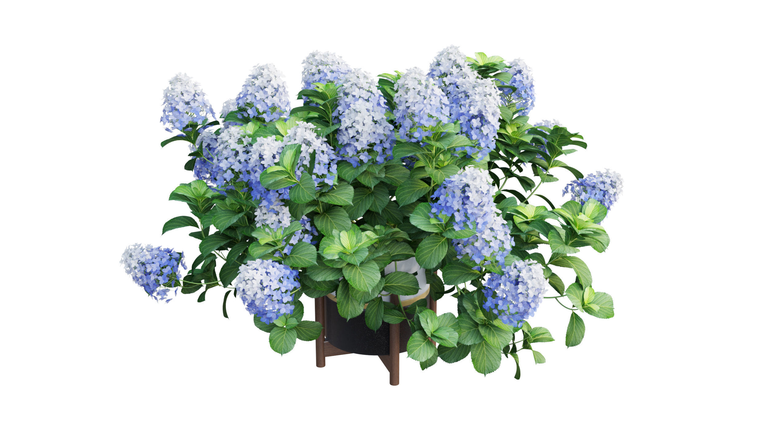 Plants Hydrangea set 10 3D model_5