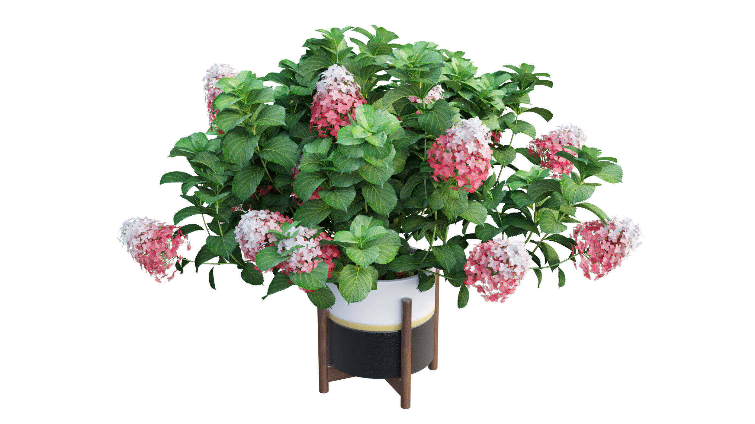 Plants Hydrangea set 10 3D model_15