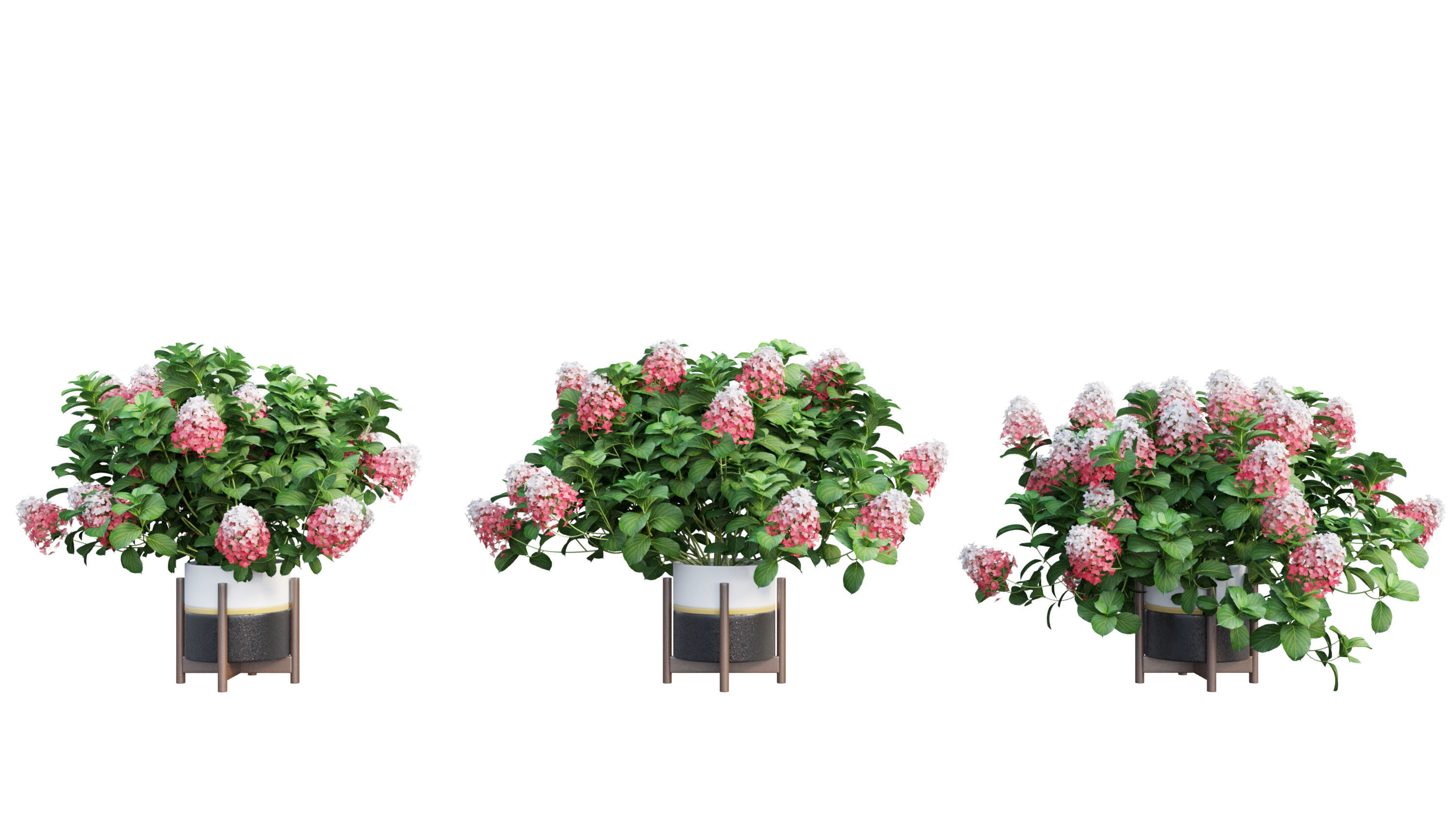 Plants Hydrangea set 10 3D model_17