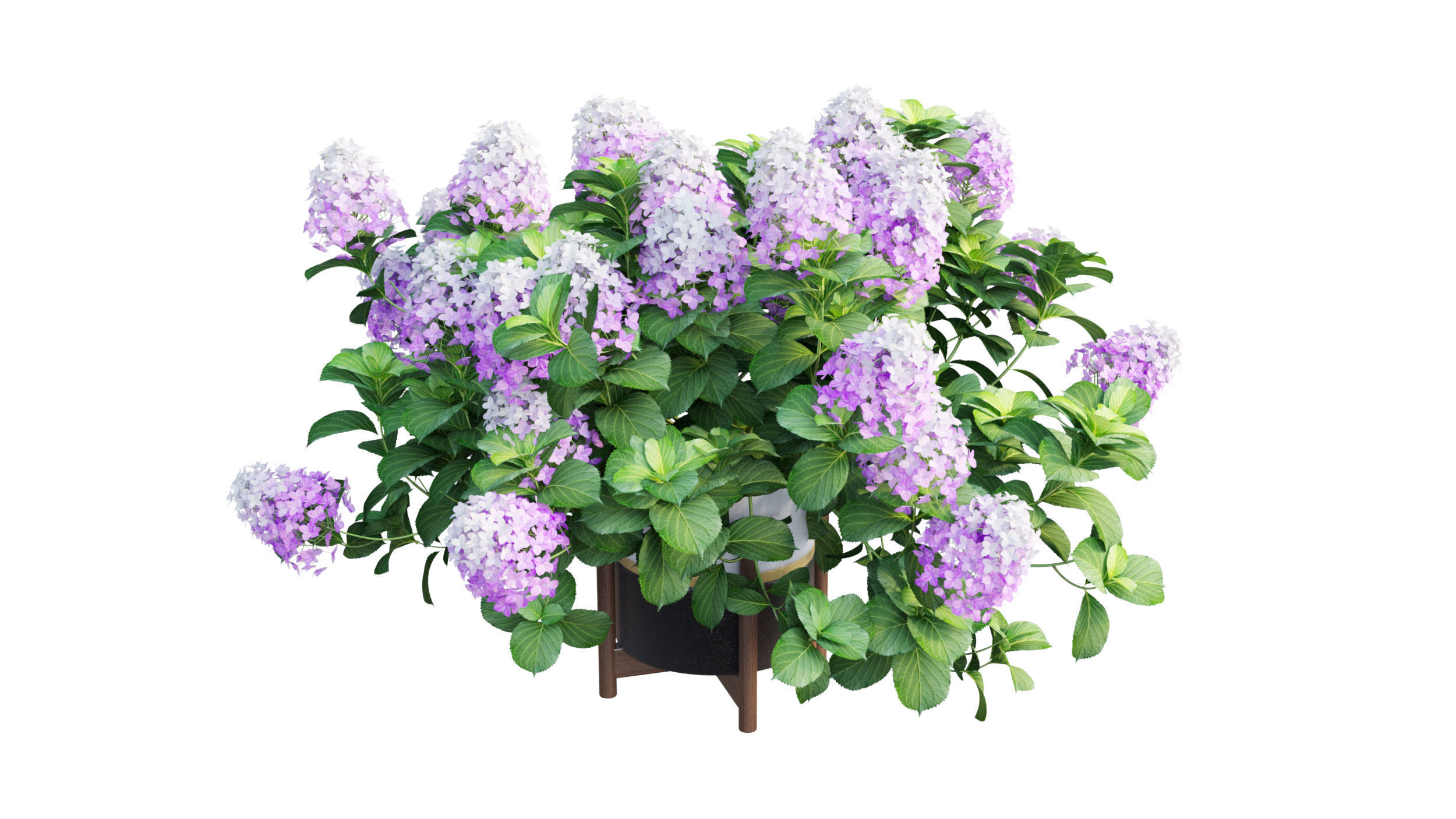 Plants Hydrangea set 10 3D model_7