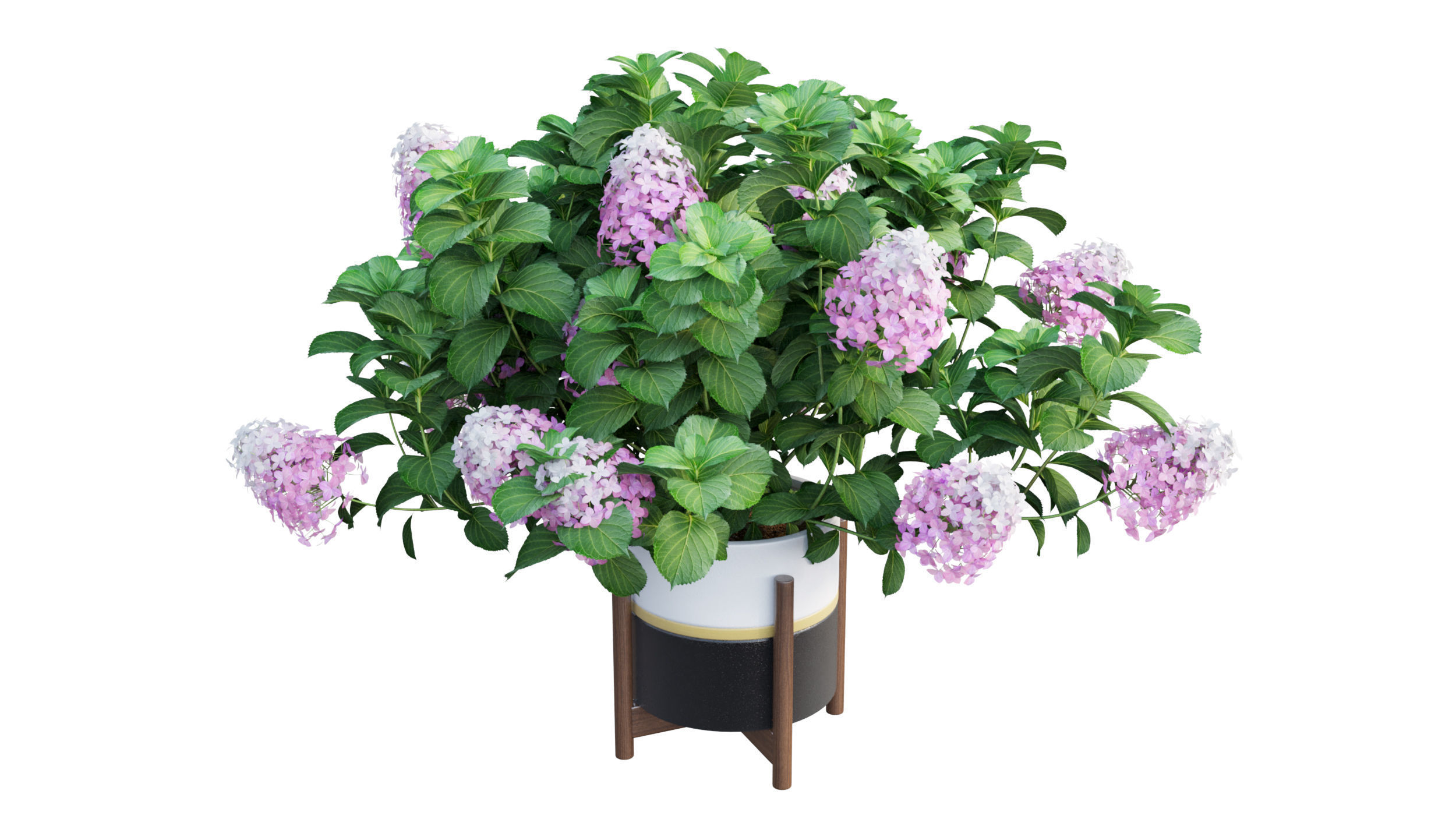 Plants Hydrangea set 10 3D model_4