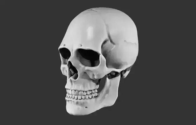 Skull 3D model human
