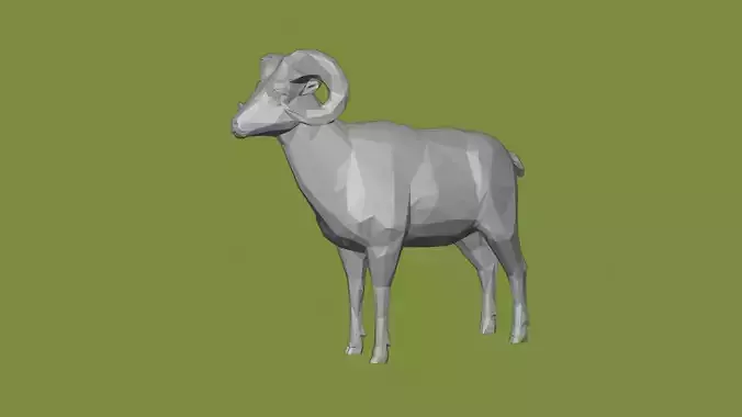 Horned sheep