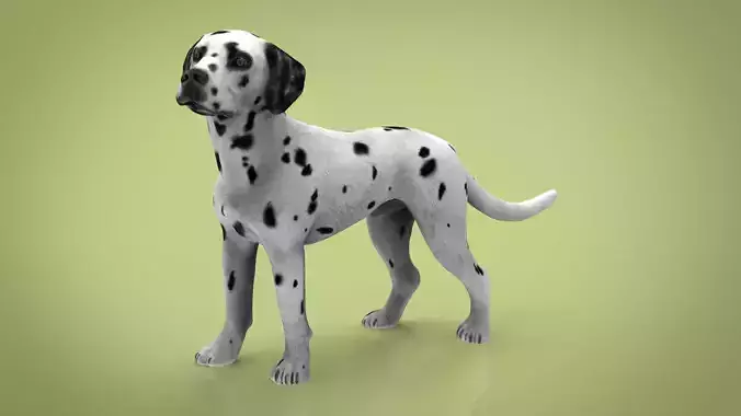DALMATIAN dog
