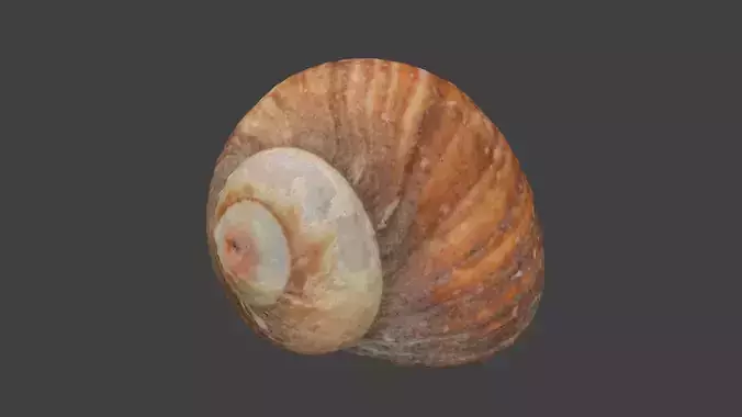 Moon Shell Photoscan