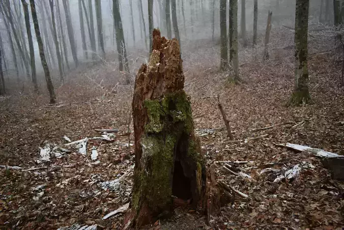 3D Scan of 2 meteres height lump in the forest