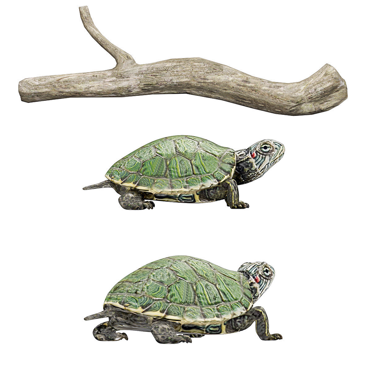 Reptile set two iguanas Low-poly 3D model_4