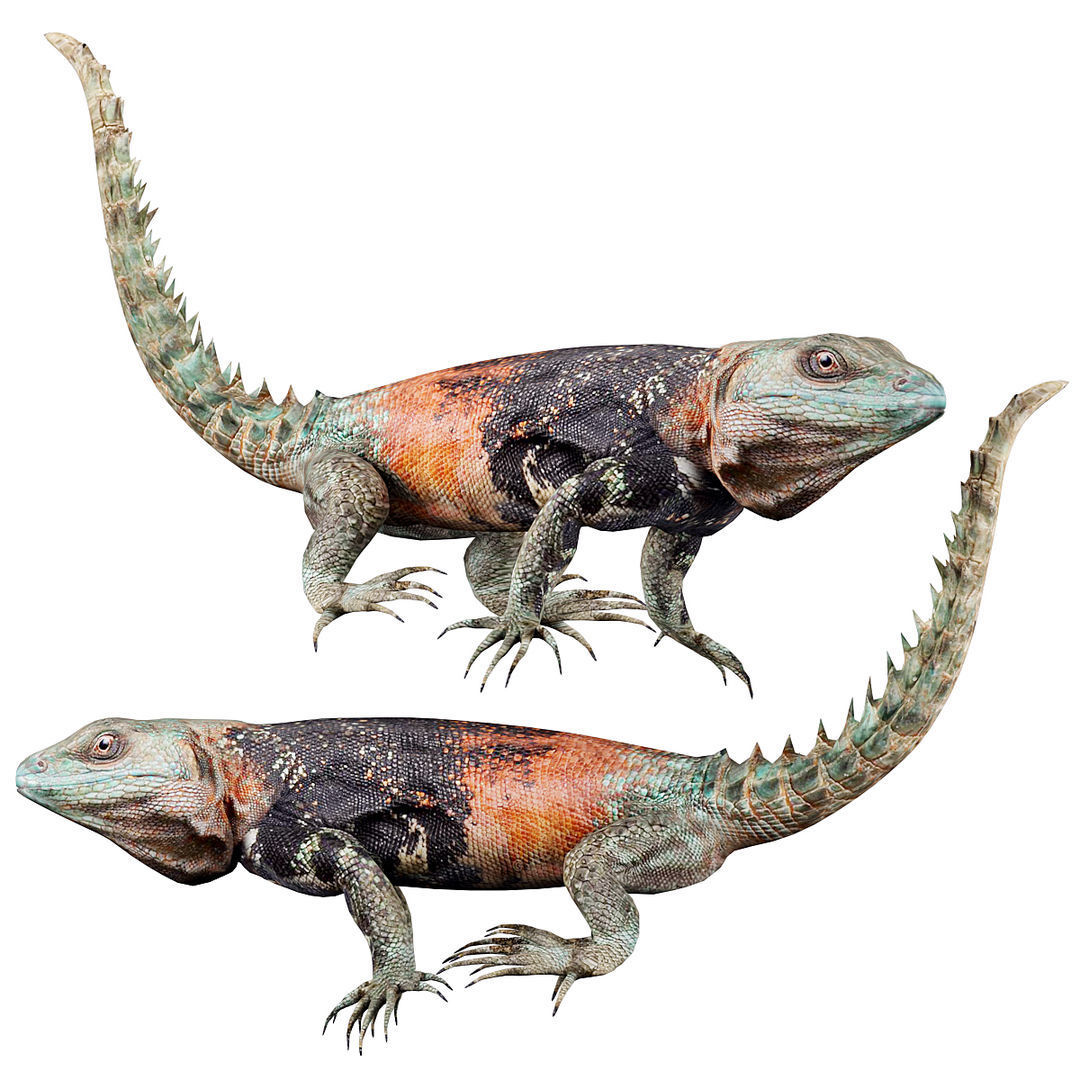 Reptile set two iguanas Low-poly 3D model_1