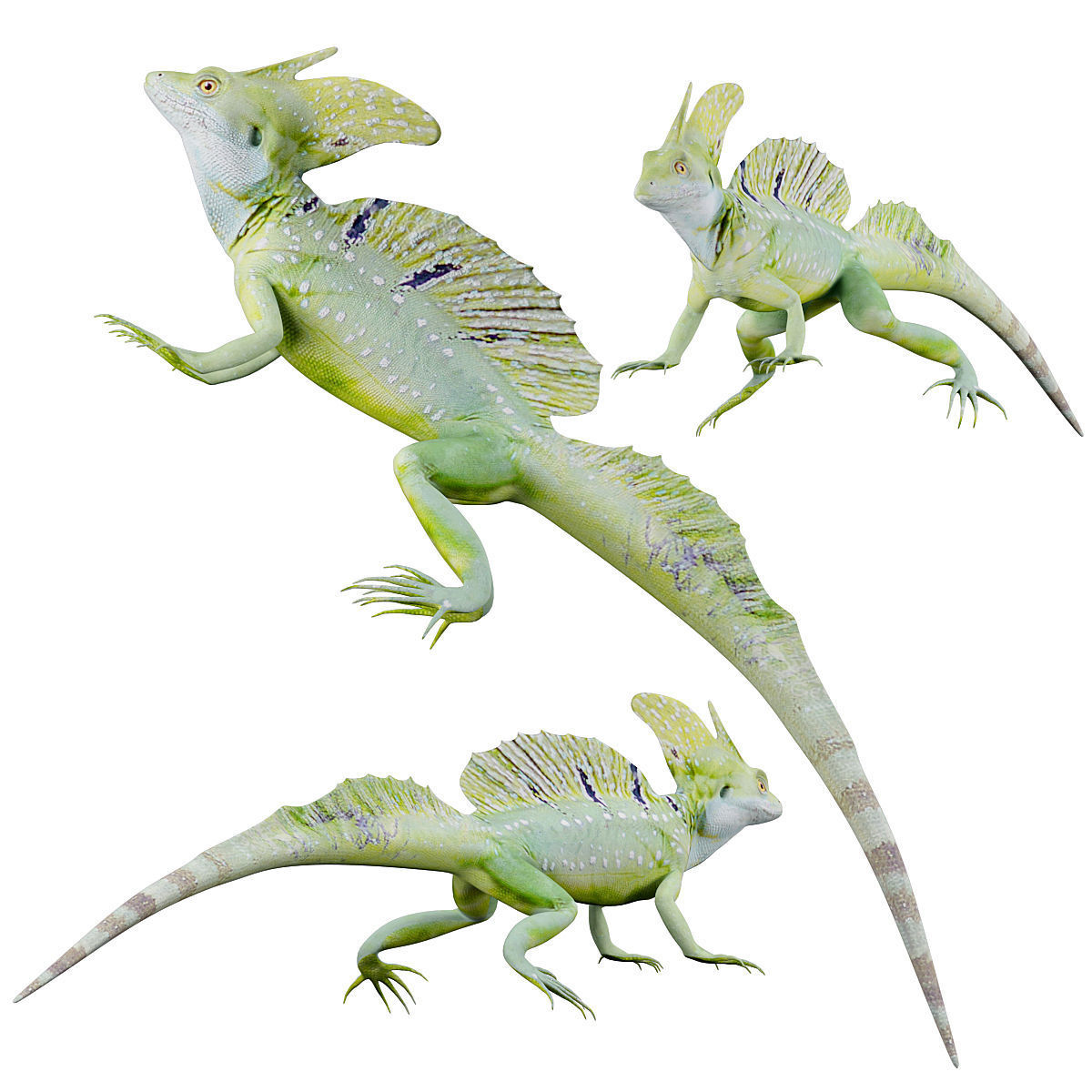 Reptile set two iguanas Low-poly 3D model_3