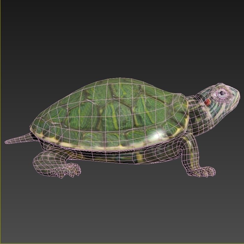 Reptile set two iguanas Low-poly 3D model_10