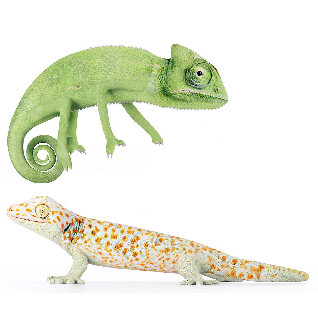 Reptile set two iguanas Low-poly 3D model_2