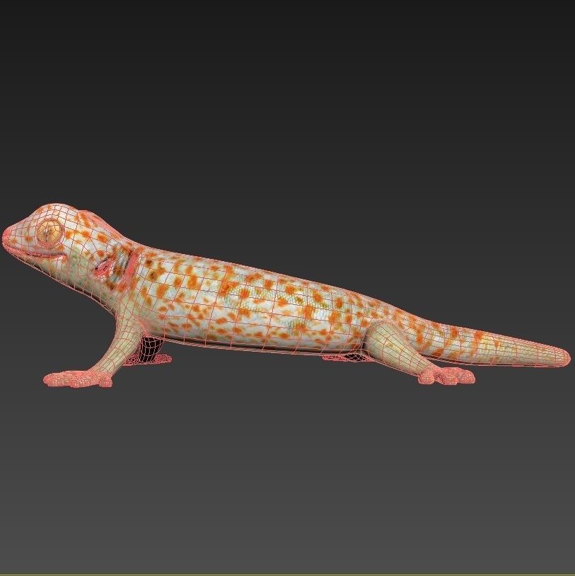 Reptile set two iguanas Low-poly 3D model_9