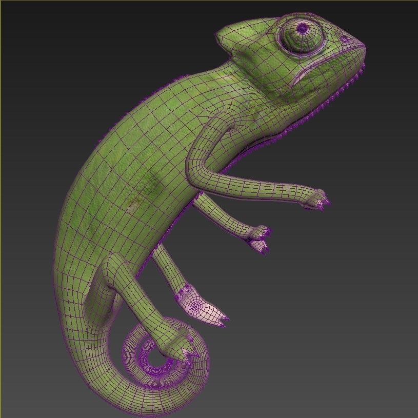 Reptile set two iguanas Low-poly 3D model_12