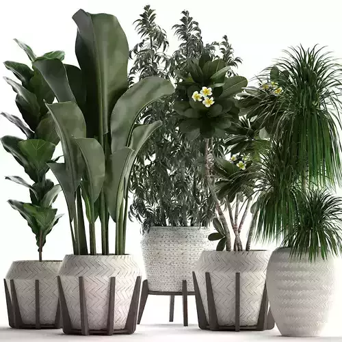 collection of exotic plants in white pots 425