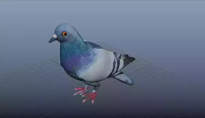 pigeon 3d model