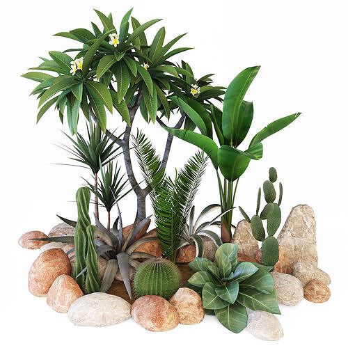 Tropicana cactus plants and rocks 3D model