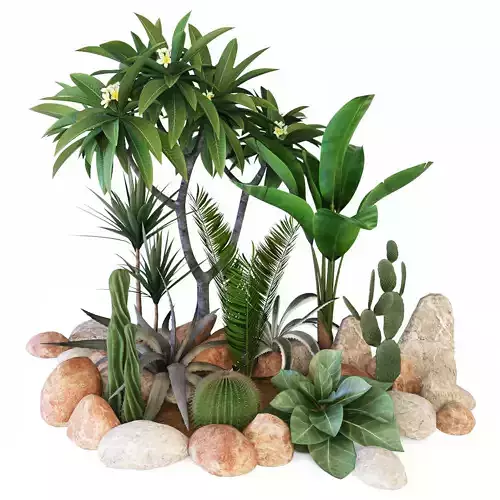 Tropicana cactus plants and rocks