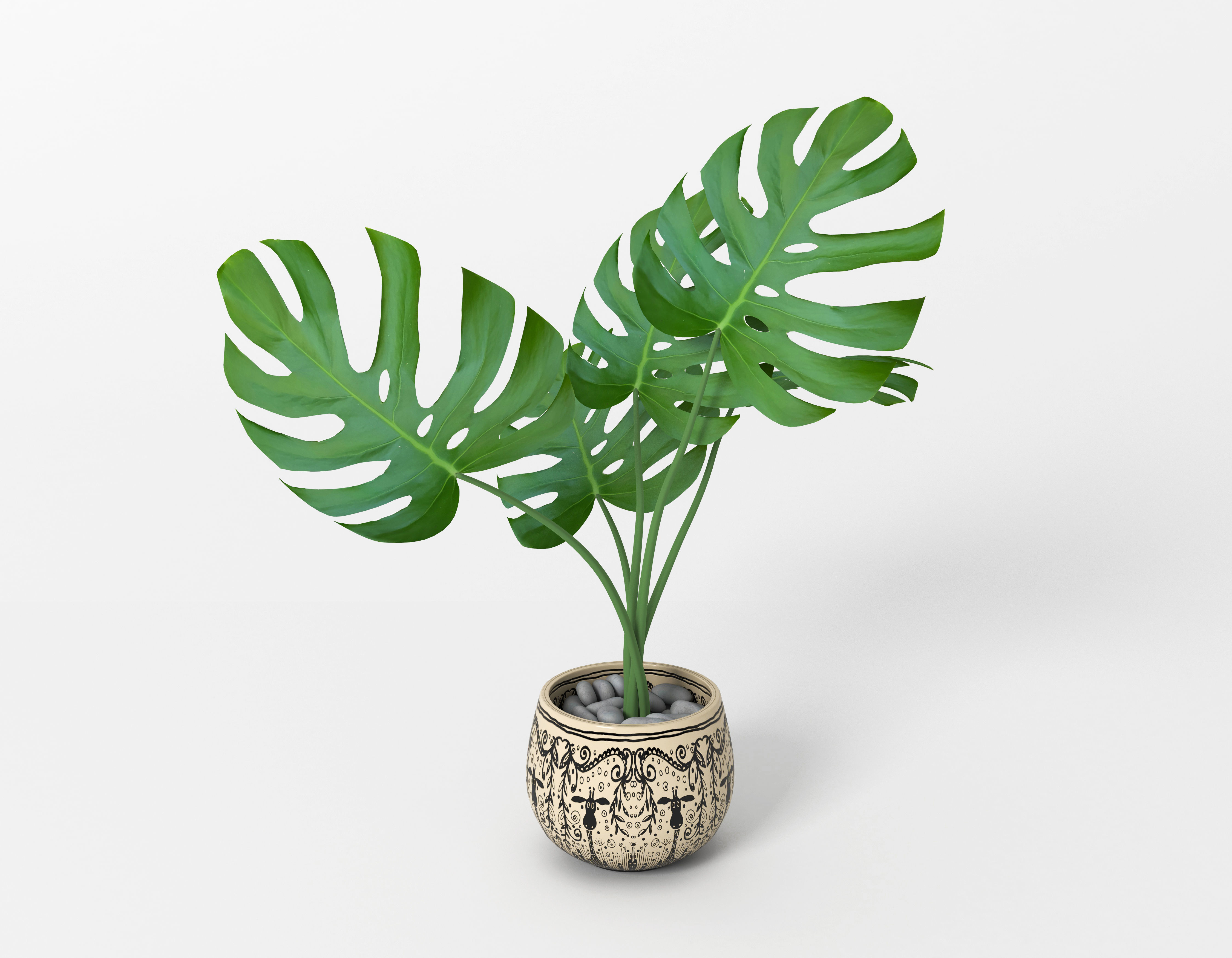 Monstera potted home flower Free 3D model_2