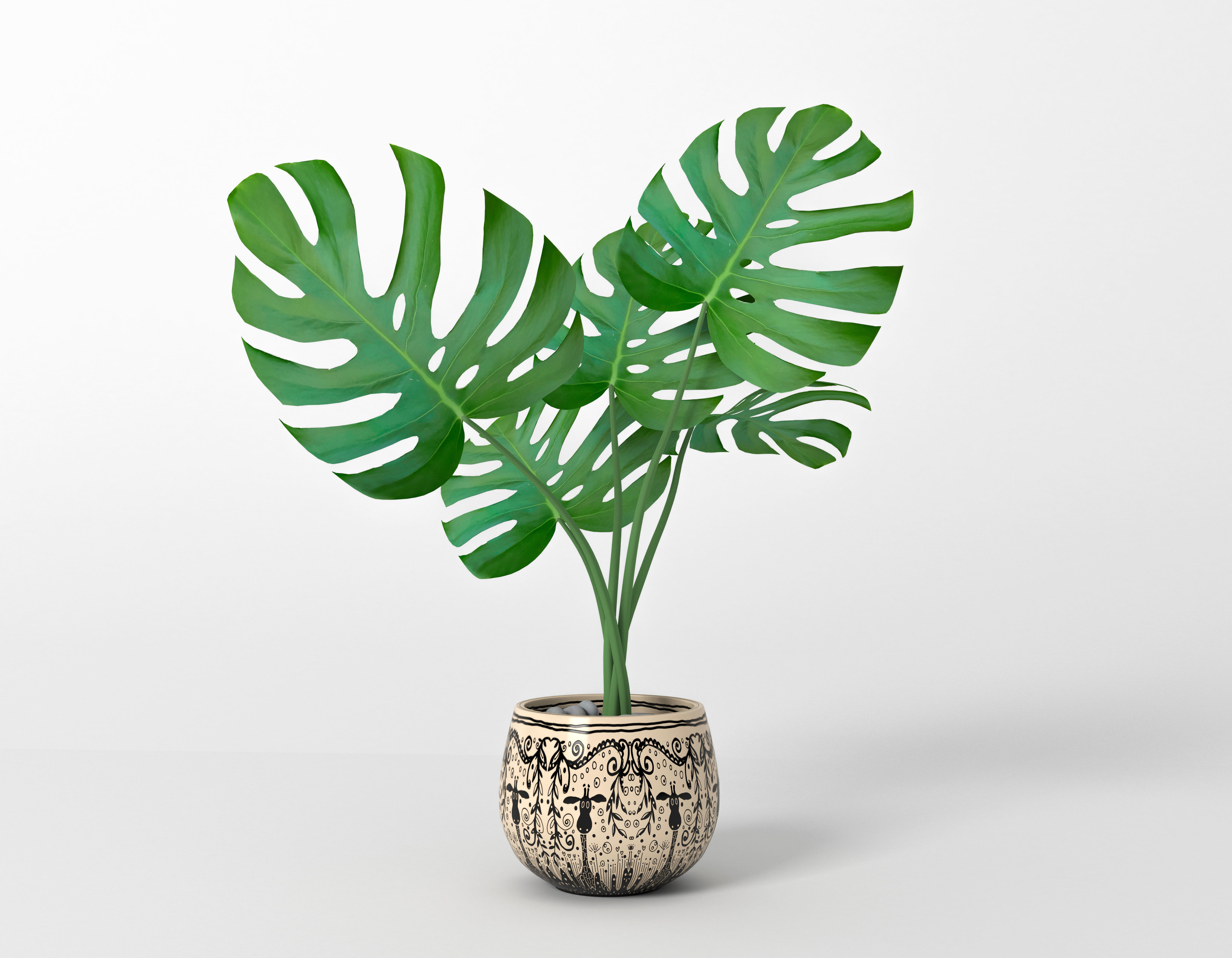 Monstera potted home flower Free 3D model_4