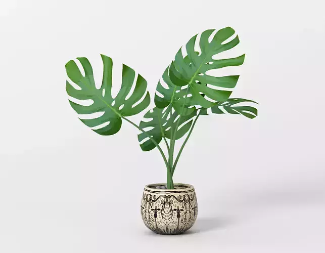 Monstera potted home flower Free 3D model