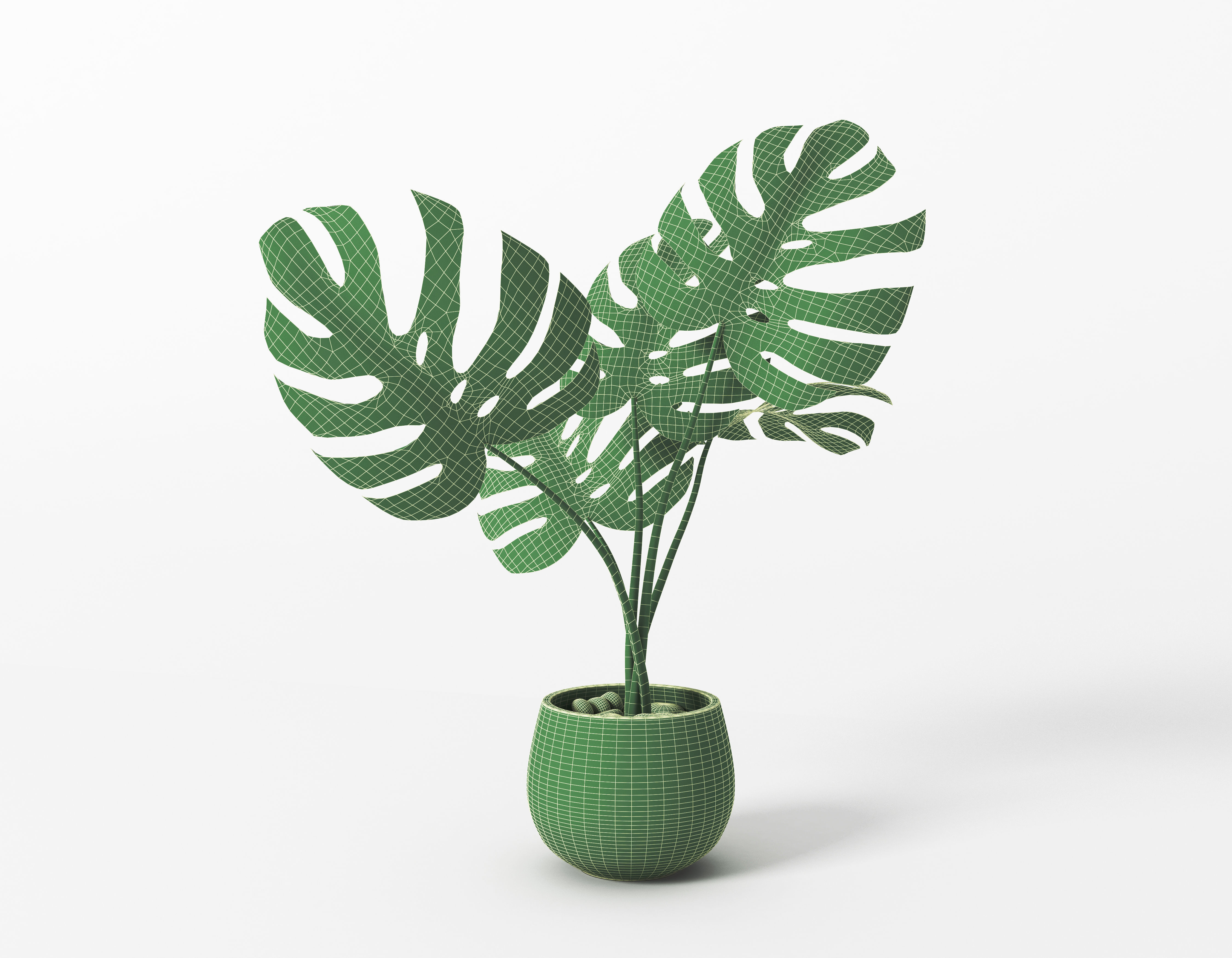 Monstera potted home flower Free 3D model_5